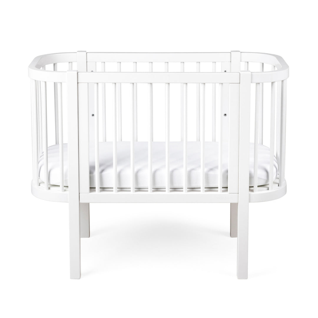 Sebra hjá-song, White