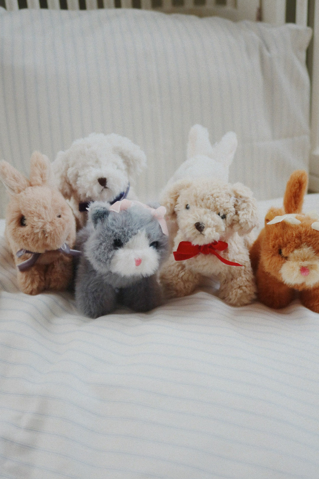 Baby Animal, Puppy