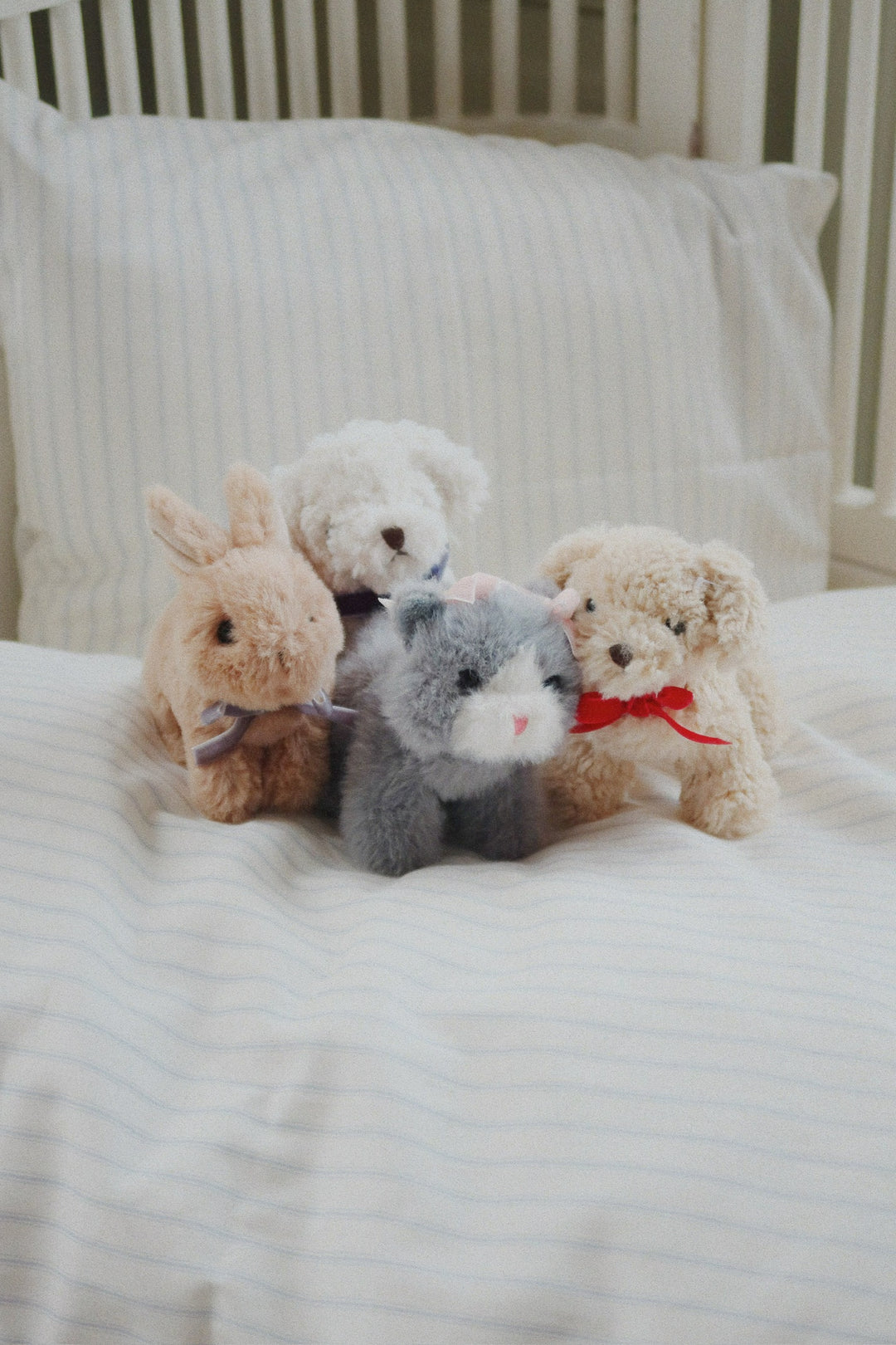 Baby Animal, Puppy